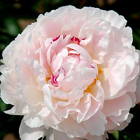 Пион Аваланш