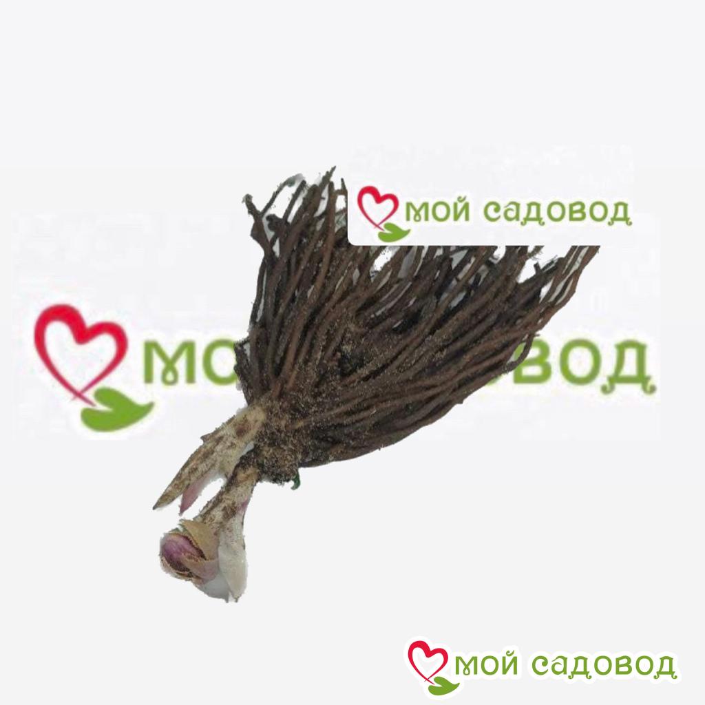 Морозник восточный Элен Грин