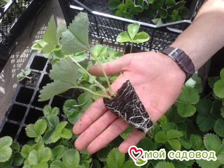 Клубника ампельная Анастасия