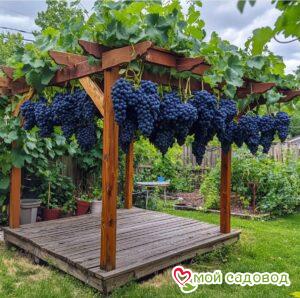 Виноград Янтарный Дол